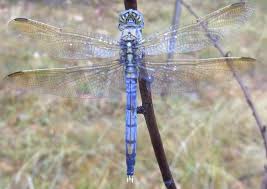 australia dragonflies wildiaries