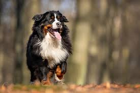 She is very friendly and likes to play. Bernese Mountain Dog Dog Breed Information