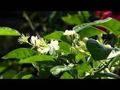 Profile Picture of Jasmine in Nice - TikTokon Google