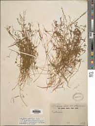 Image result for Microcharis angolensis