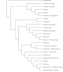 Image result for Dichilus reflexus