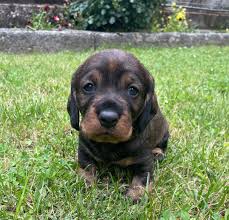 Image result for jezevčík drsnosrstý