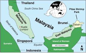 Mangroves are the only forests found at the confluence of land and sea in the subtropics and tropics (where the sea surface temperature never falls below 16oc). Save The Mangrove Forest In Pitas Sabah Malaysia Ejatlas