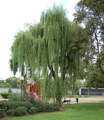 The name derives from the white tone to the undersides of. Trauerweide Wiktionary