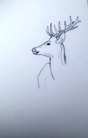 Coloriage nature à imprimer dessin de nature à colorier une belle collection de coloriages de la nature : Dessin Cerf Nature Sauvage Cerf