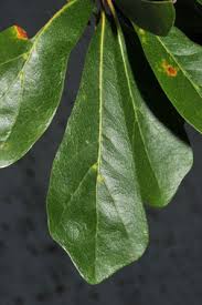 Image result for leaf shape obovate