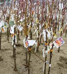 Maybe you would like to learn more about one of these? Fig Earth Supply Update Bare Root Fruit Tree Weekend