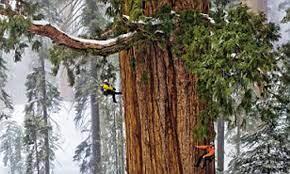 Giant Sequoia National Geographic Pictures Of Giants Of The Forest In Sierra Nevada Daily Mail Online