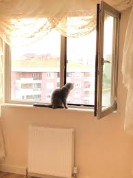 Eryaman Kedi Sinekligi Ankara Ucretsiz Kesif 0312 282 2 282