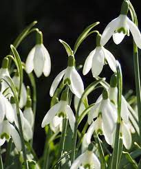 Snowdrops Galanthus Light Up The Garden Starting In December And Last Through March Spring Springbulbs Wh In 2020 Gardening Blog Planting Flowers Garden Styles