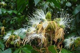Image result for Isachne mauritiana