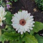 Image result for Gerbera viridifolia