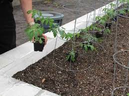 How many plants are too crowdy in a raised bed? Deep Planting Tomatoes The Southern Agrarian