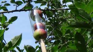 Remember that you will be extending it upwards and then. A Quick And Easy Fruit Picker Fruit Picker Fruit Fruit Garden