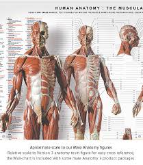 Anatomytools