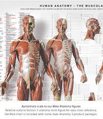Anatomytools