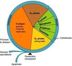 the cell cycle the cell cycle is an orderly set of stages