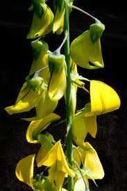 Image result for Crotalaria laburnifolia