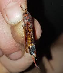 The pigeon horntail is the host insect to another fearsome nonstinging wasp relative, the giant ichneumons in the genus megarhyssa. Horntail Wood Wasp Pest Control Canada