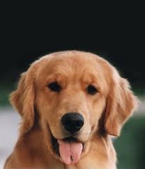 You'll find below all the articles written in the puppy category of this site. Golden Retrievers Golden Retriever Golden Puppies Golden Retriever Kennel