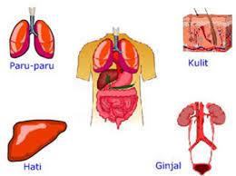 We did not find results for: Fungsi Alat Ekskresi Pada Manusia Struktur Bagian Dan Gambarnya Teks Co Id