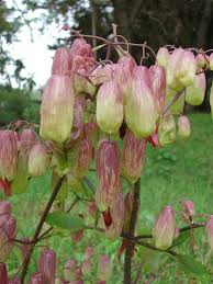 Image result for Kalanchoe pinnata