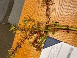 Image result for Bergia capensis