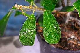 Image result for Ficus natalensis