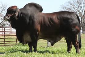 Maybe you would like to learn more about one of these? Vl Rojo Apache 1 50 Santa Elena Ranch