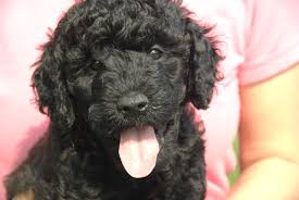 5 adorable boys for sale all puppies are $1900. Puppy For Sale Puppies For Sale In Ontario Ontario Puppies For Sale Rover Barbets