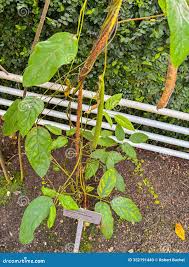 Image result for Canavalia ensiformis