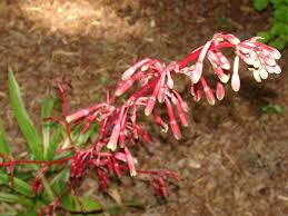 Image result for Beschorneria sp. (Biegel 5357)