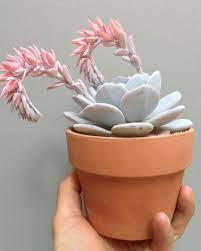 echeveria laui moss plant echeveria planting succulents