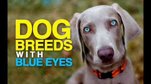 All pups will leave vaccinated, dewormed, microchipped, 1 year genetic health. Are Puppies Born With Blue Eyes Bark How