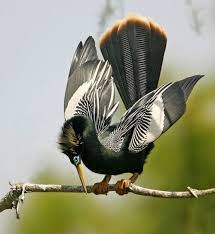 I Like Animals Prettybirds Male Anhinga By Jim Neiger Hayvanlar Hayvan Kus