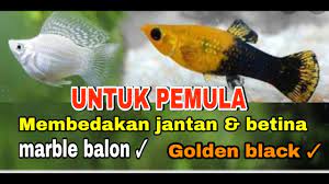 Membedakan Ikan Molly Jantan Dan Betina Berikut Ciri Ciri Ikan Molly Jantan Dan Betina Youtube