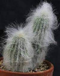 Genus kaktus pertama yang diimpor ke eropa adalah melocactus. 7 Tanaman Kaktus Untuk Menghias Rumah Popmama Com