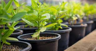 Kitchen scraps can be used for all sorts of things in your garden! Home Garden