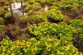 Check spelling or type a new query. 8 Tempat Berburu Bunga Liar Nan Cantik Di Amerika Serikat Halaman All Kompas Com