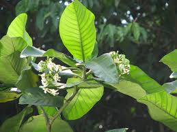 Image result for Tricalysia jasminiflora