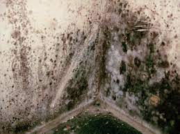Aunque se parece a la seta blanca, es más peligroso y ataca. Elimine El Moho Negro Toxico De Su Hogar Arquitectura Com Ar