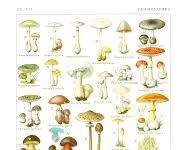 Image de Champignons