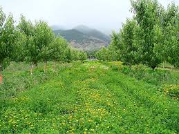 .net vege net fruit protection bags vege net fruit protection sleeves vege net tree cover. Legumes Win Cover Contest Good Fruit Grower