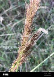 Image result for Melinis minutiflora