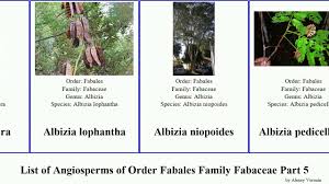 Image result for Amblygonocarpus