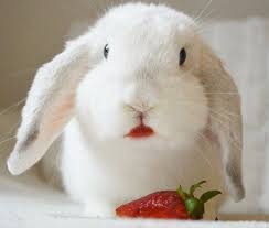 Check spelling or type a new query. Can Rabbits Eat Strawberry Tops Sand Creek Farm