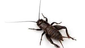 Prevent crickets from coming into your home with these simple tips and tricks. How To Get Rid Of Crickets Getridofthings Com