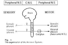 The nervous system or the neural system is a complex network of neurons specialized to carry messages. Nervous System Diagram Easy Nervous System Overview Use Creately S Easy Online Diagram Editor To Edit This Diagram Collaborate With Others And Export Copy Of New Central Nervous System Vs Peripheral