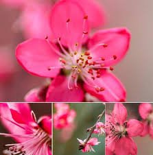 Accurate plant identification identify more than 10,000 plants, flowers, succulents, and trees. Identify My Tree