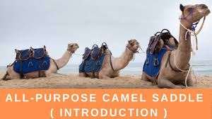 Get great deals on ebay! All Purpose Camel Saddle Camel Connection